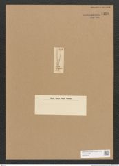 Diatomeae indet. Zeichnungen Sammlung Grunow Nr. 4459 (NHMW-BOT-W0372415)